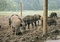 Obraz: Siatki Ursus® Heavy AS