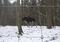 Obraz: Siatki Ursus® Heavy AS